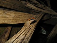 Pristimantis fenestratus