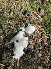 Fuligo septica candida