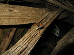 Pristimantis fenestratus