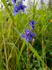 Delphinium nuttallii