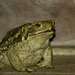 Cururu Toad - Photo (c) Nicolas Olejnik, some rights reserved (CC BY-NC), uploaded by Nicolas Olejnik