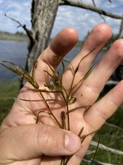 Potamogeton hillii