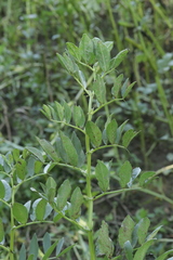 Uromyces viciae-fabae