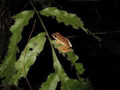 Pristimantis fenestratus