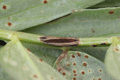 Uromyces viciae-fabae