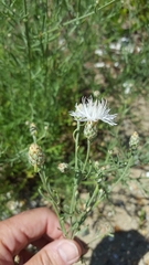 Centaurea