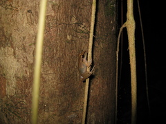 Pristimantis fenestratus