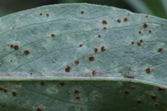 Uromyces viciae-fabae