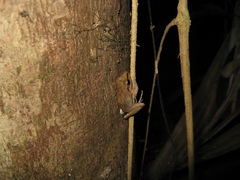 Pristimantis fenestratus