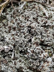 Bryoplaca sinapisperma