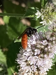 Sphecodes albilabris
