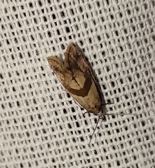 Cochylidia implicitana