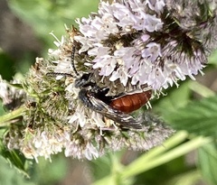 Sphecodes albilabris