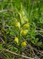 Polygala flavescens