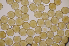 Uromyces viciae-fabae