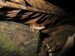 Pristimantis fenestratus
