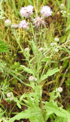 Cirsium arvense integrifolium