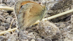 Coenonympha pamphilus