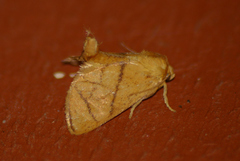 Apoda y-inversa