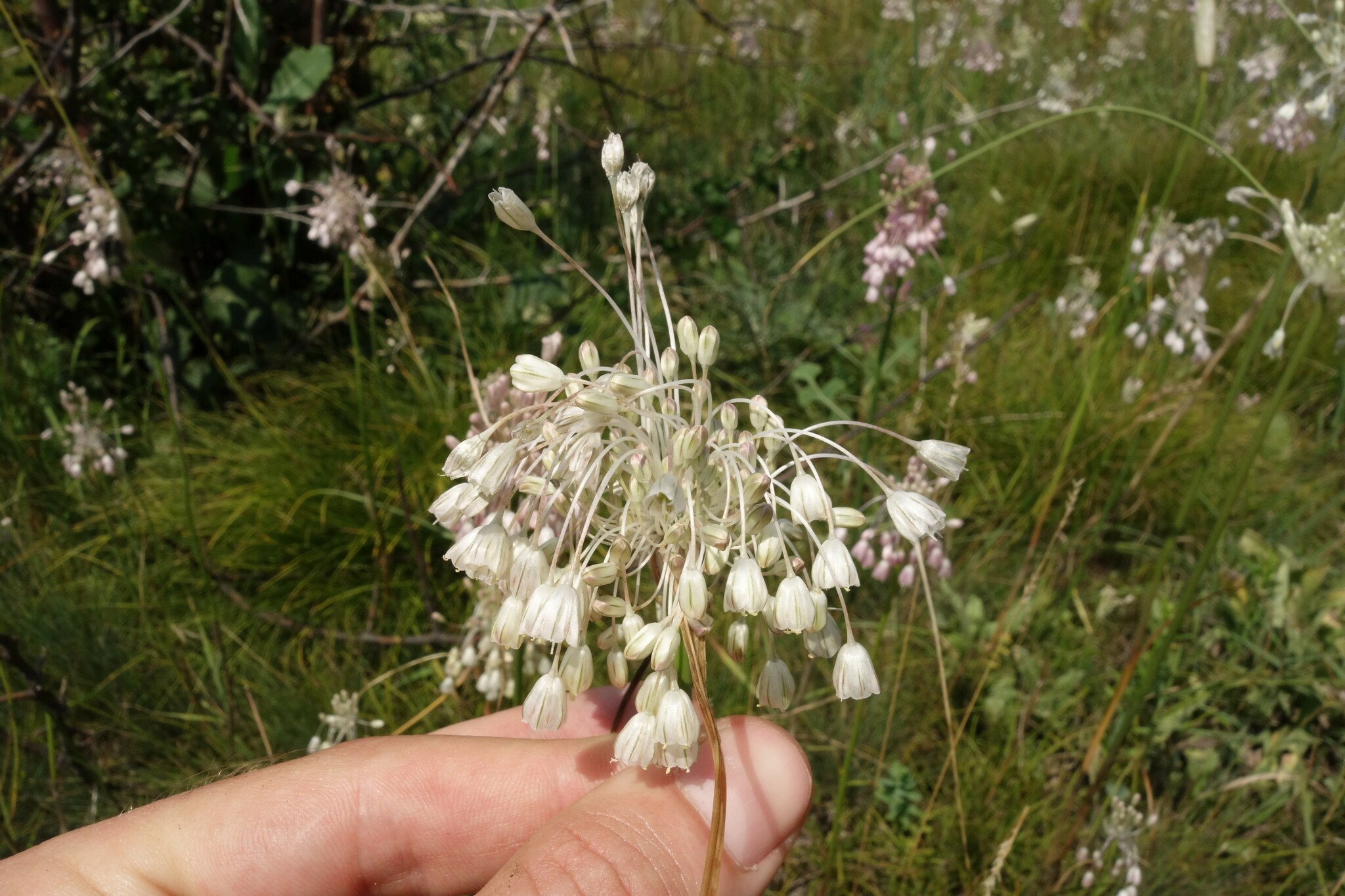 Allium paniculatum