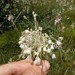 Allium paniculatum - Photo (c) Aleksey Baushev,  זכויות יוצרים חלקיות (CC BY), הועלה על ידי Aleksey Baushev