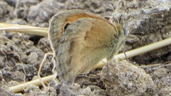 Coenonympha pamphilus