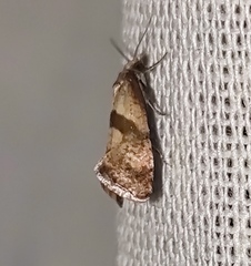 Cochylidia implicitana