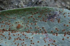 Uromyces viciae-fabae