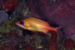 Neoniphon marianus