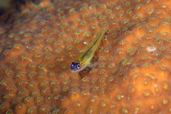 Coryphopterus lipernes