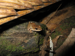 Pristimantis fenestratus