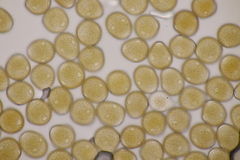 Uromyces viciae-fabae