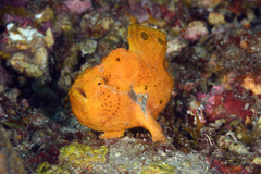 Antennarius multiocellatus