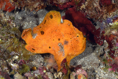 Antennarius multiocellatus