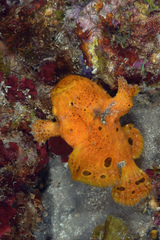 Antennarius multiocellatus