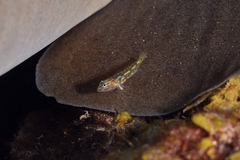 Coryphopterus eidolon