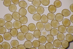 Uromyces viciae-fabae