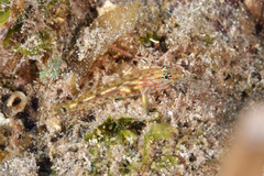 Coryphopterus eidolon