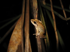 Pristimantis fenestratus