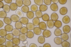 Uromyces viciae-fabae