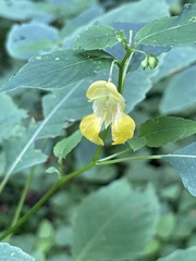 Impatiens pallida