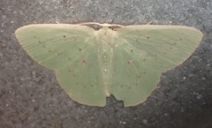 Phrudocentra centrifugaria