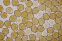 Uromyces viciae-fabae