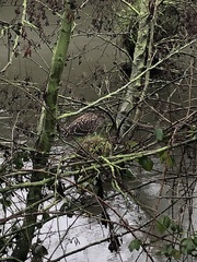Nycticorax nycticorax