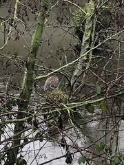 Nycticorax nycticorax