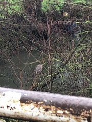 Nycticorax nycticorax