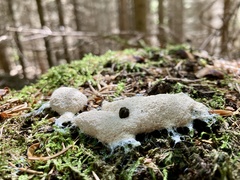 Fuligo septica candida