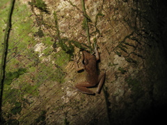 Pristimantis fenestratus