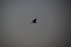 Ciconia ciconia