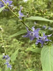 Campanulastrum americanum